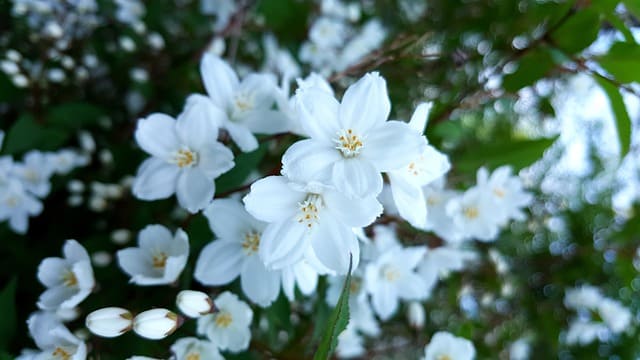 زهور الربيع
